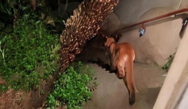 Young Mountain Lion Captured in San Francisco