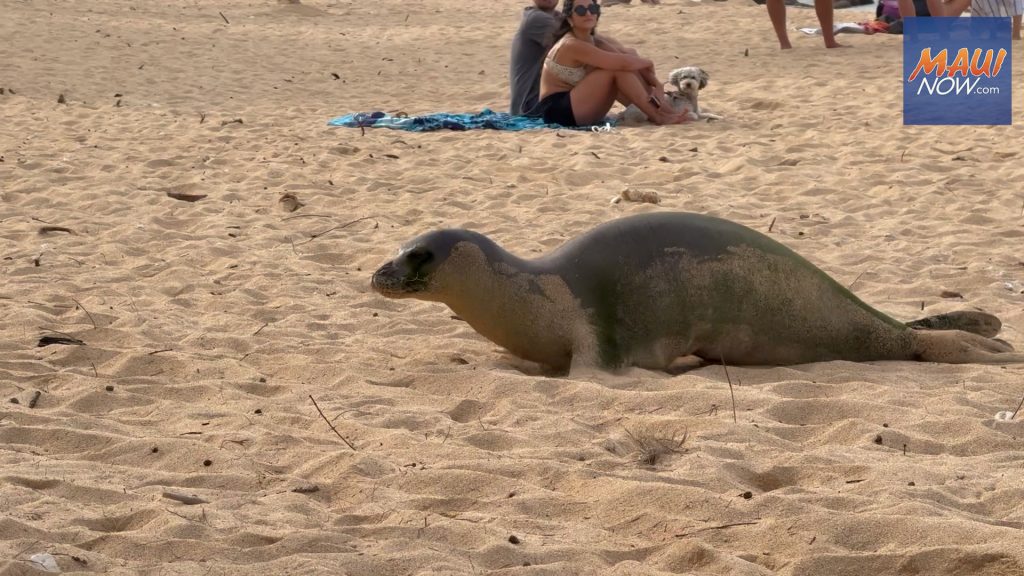 Monk seal finds shady spot under beach chairs along Maui’s North Shore : Big Island Now