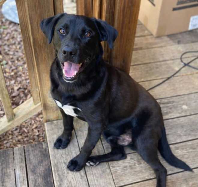 Black Labrador Retriever may be with missing Jasper boy