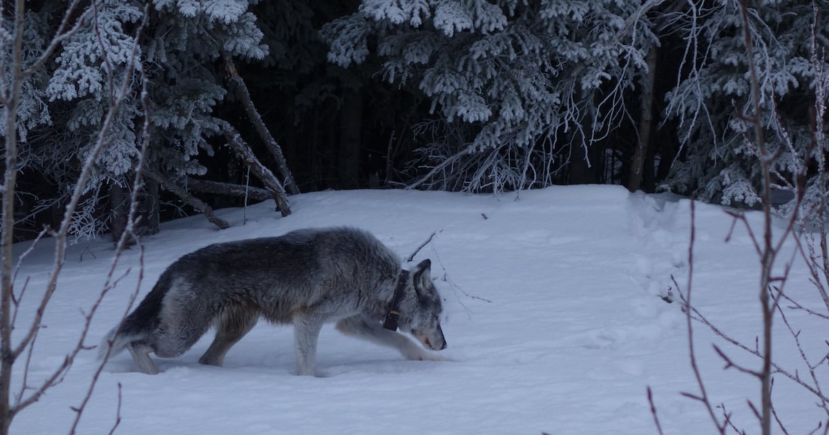 The amazing tale of the Riley Creek wolf pack in Denali National Park