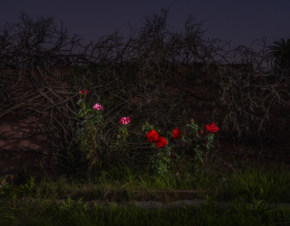 a striking nighttime or twilight scene with a dramatic contrast between vibrant flowers and a dark, tangled background.