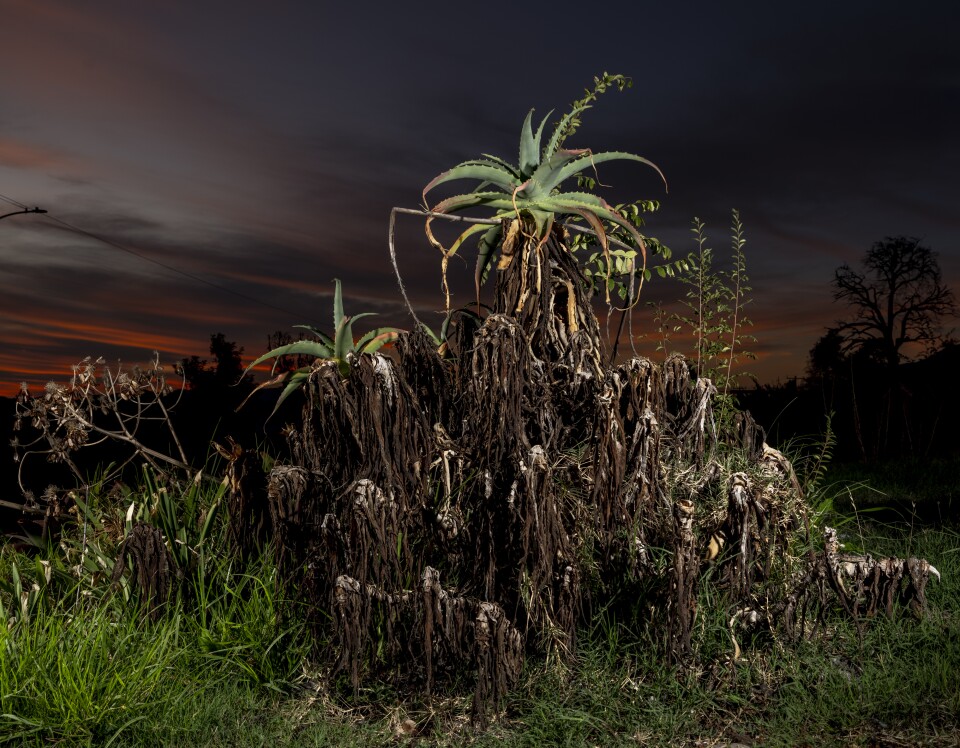 A  large, dense mound of dried, brown foliage forming a textured base. Emerging from this base are several green aloe plants with long, arching, fleshy leaves. The tallest aloe sits at the center, rising prominently above the dried mass, while smaller ones flank it.