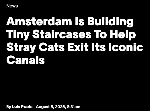 Species of cat thought extinct is rediscovered; Amsterdam builds tiny staircases to help fallen cats get out of canals; why do cats sleep on their left sides? (with a poll); and lagniappe – Why Evolution Is True
