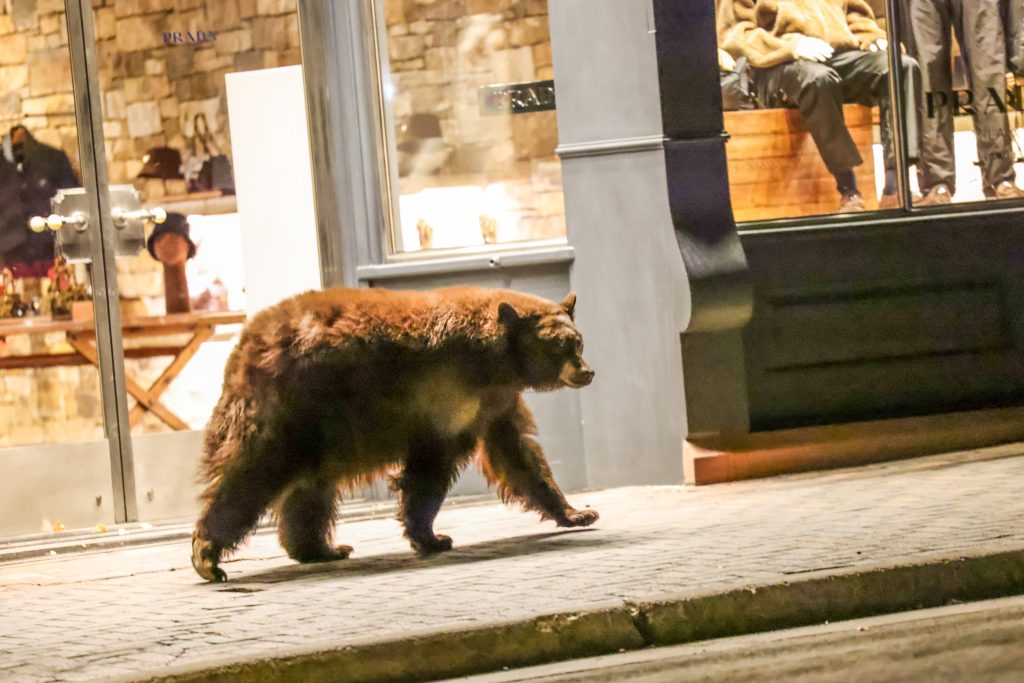 PHOTOS: A photographer’s favorite pictures from a memorable 2025