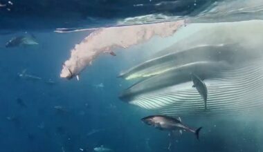 Freediving instructor catches rare whale encounter off Mexico on video: 'In shock'