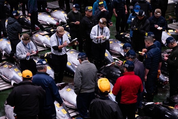 Wholesalers and buyers take part in the New Year's tuna auction at Toyosu fish market in Tokyo, Monday, Jan. 5, 2026. (AP Photo/Louise Delmotte)