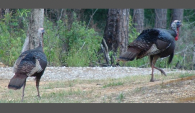 Nature’s ebb and flow: As deer, turkey populations grew, others dwindled