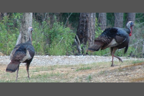 Nature’s ebb and flow: As deer, turkey populations grew, others dwindled