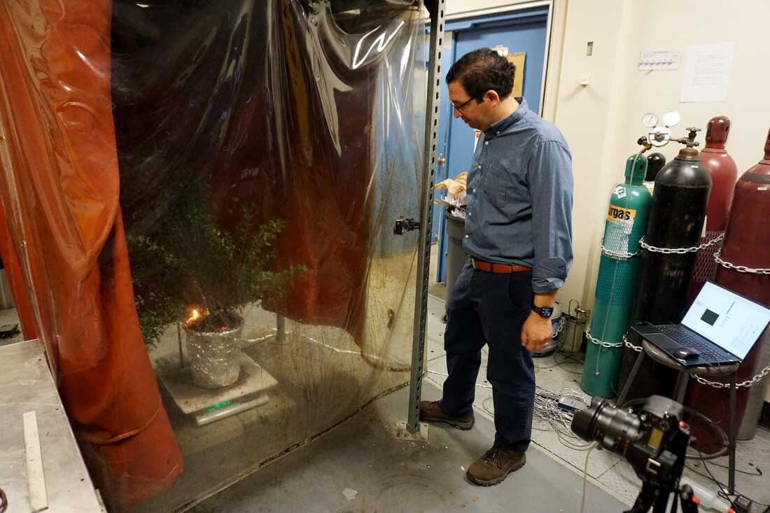 Michael Gollner watches a burn test in his lab at UC Berkeley. Green plants take longer to ignite, but he says leaves can dry out quickly in hot, dry conditions during a wildfire.