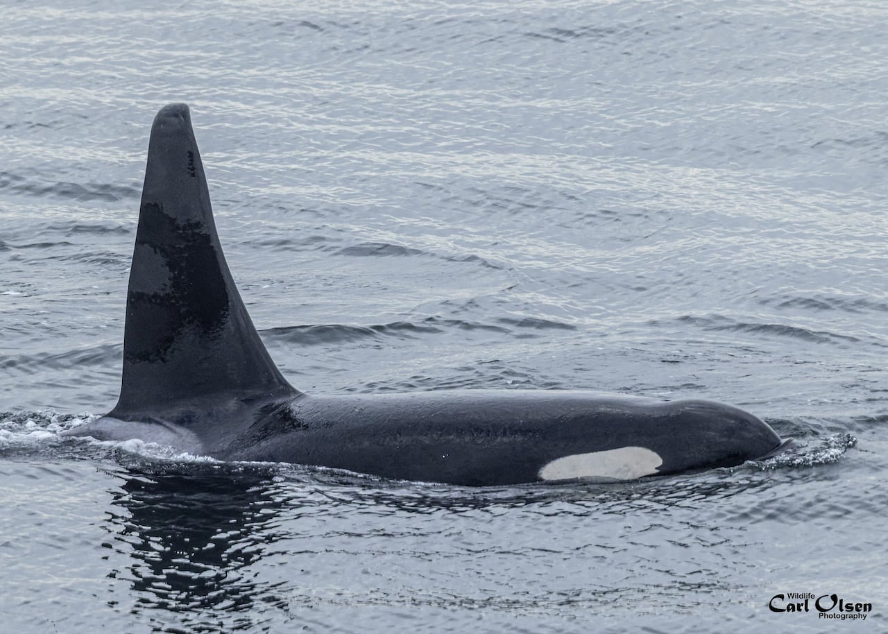 A large adult male whale