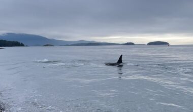 ‘Very unique’: Pod of killer whales seen rubbing bellies on rocks off B.C.'s Sunshine Coast