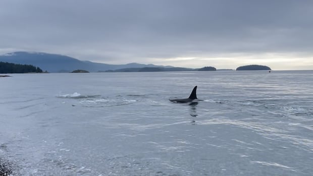 ‘Very unique’: Pod of killer whales seen rubbing bellies on rocks off B.C.'s Sunshine Coast