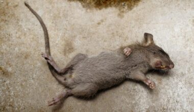 The Top Three Worst Health Inspections of 2025