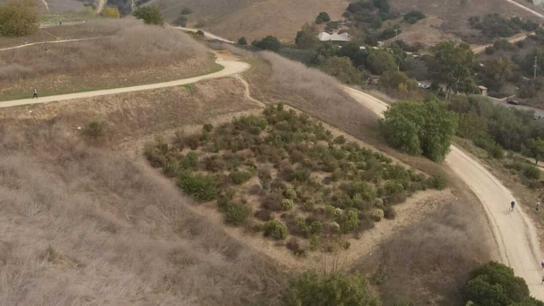 An overhead view of Ascot Hills Park in Los Angeles, CA. A 10,000 square foot patch of green stands out against a dirt path and brown weeds. 