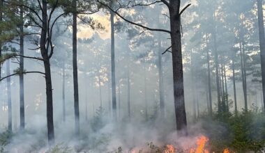 AGFC offering landowners $20,000 for wildlife habitat enhancement