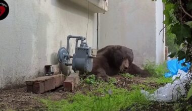 550-pound bear finally scurries away after wildlife expert crawls under home to flush it out - Fox News
