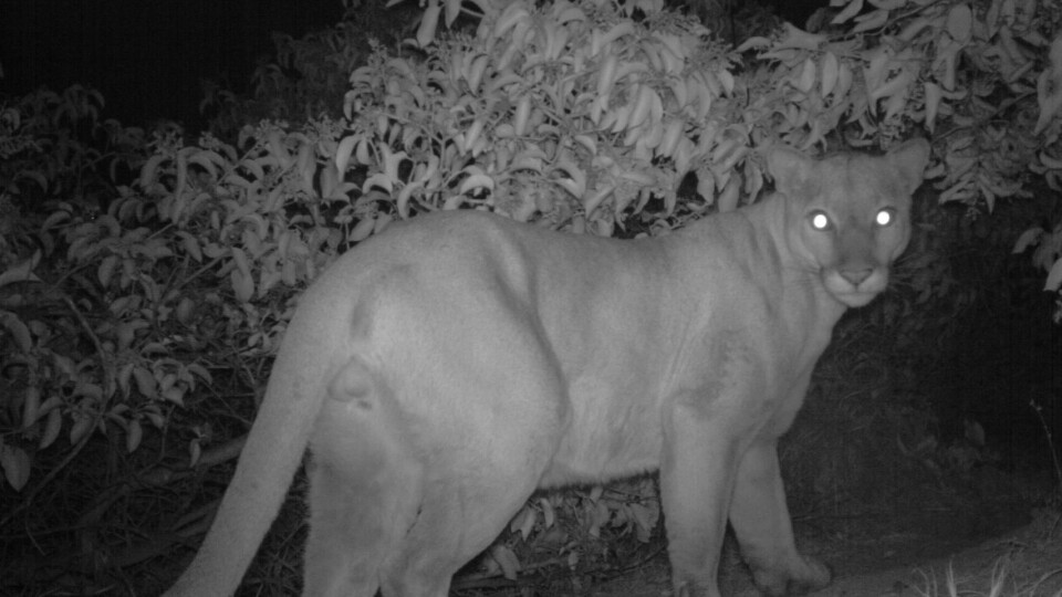 A mountain lion is seen with night vision. It looks at the camera over its shoulder. 