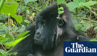 Rare twins born in DRC raise cautious hope for endangered mountain gorillas | Endangered species