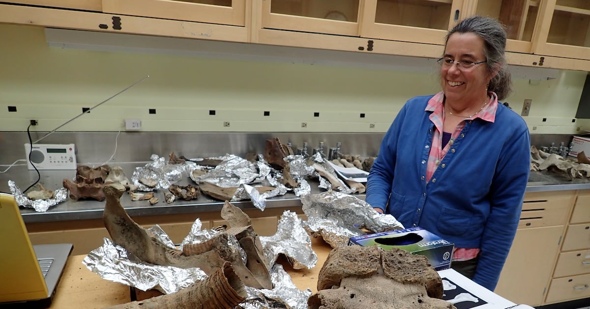 What killed the world’s giant species?