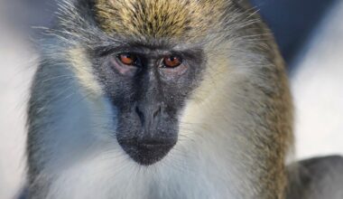 Monkeys of unknown origin running loose in St. Louis, officials say