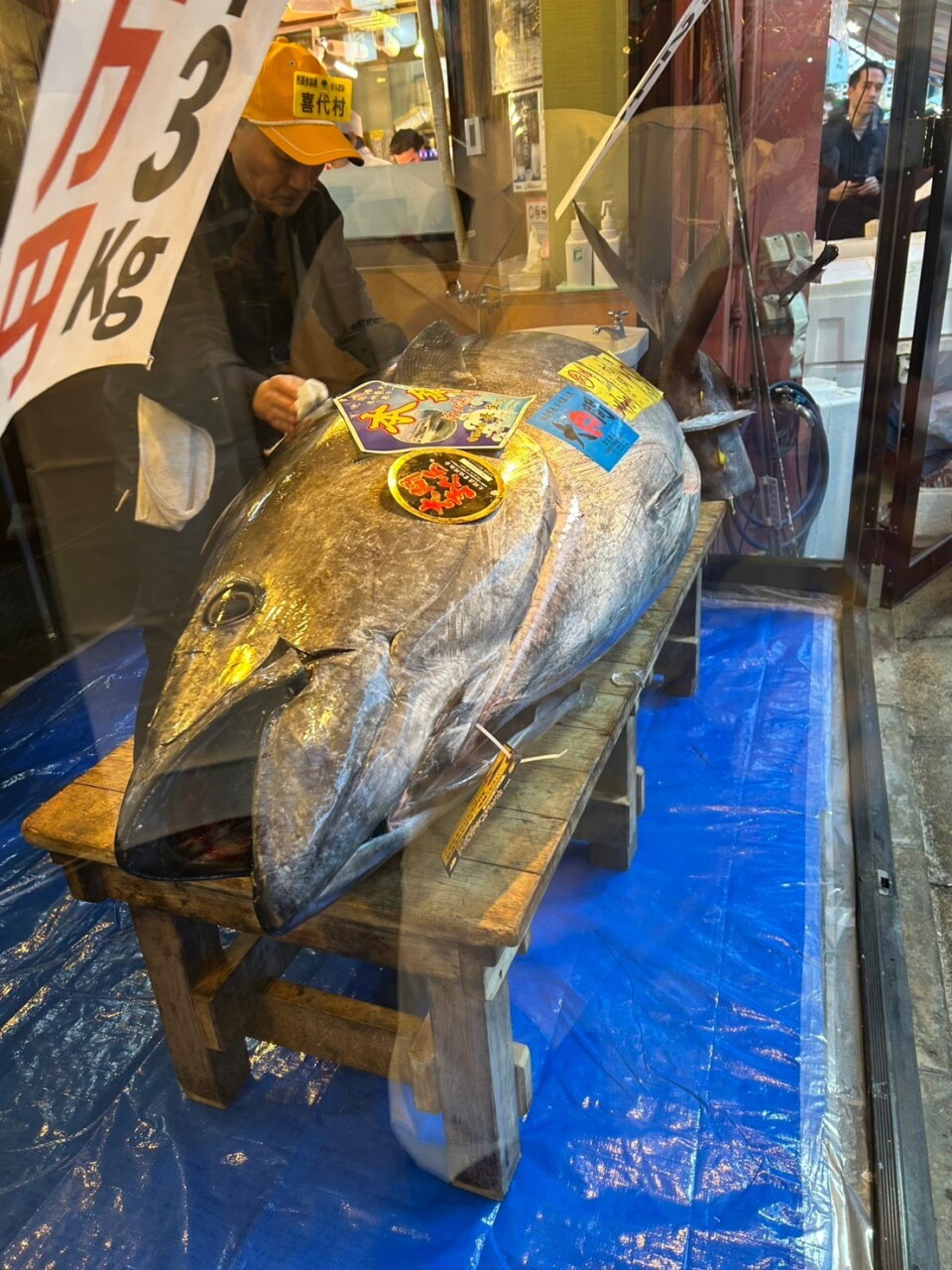 A large tuna fish displayed inside a glass enclosure, likely at a Japanese fish market or restaurant during a special event such as a New Year auction. The fish is placed on a sturdy wooden bench covered by a blue tarp underneath, indicating care in presentation and cleanliness.