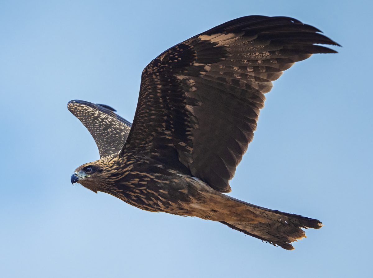 Firestarter: They set the land ablaze from the sky – and then wait for their prey to run