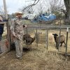 Robert and Emily Sory are starting an animal sanctuary at their home in Thompson Station, Tenn. In 2026, they plan to be uninsured. They’re looking for ways to pay for their care without coverage. Blake Farmer / WPLN News