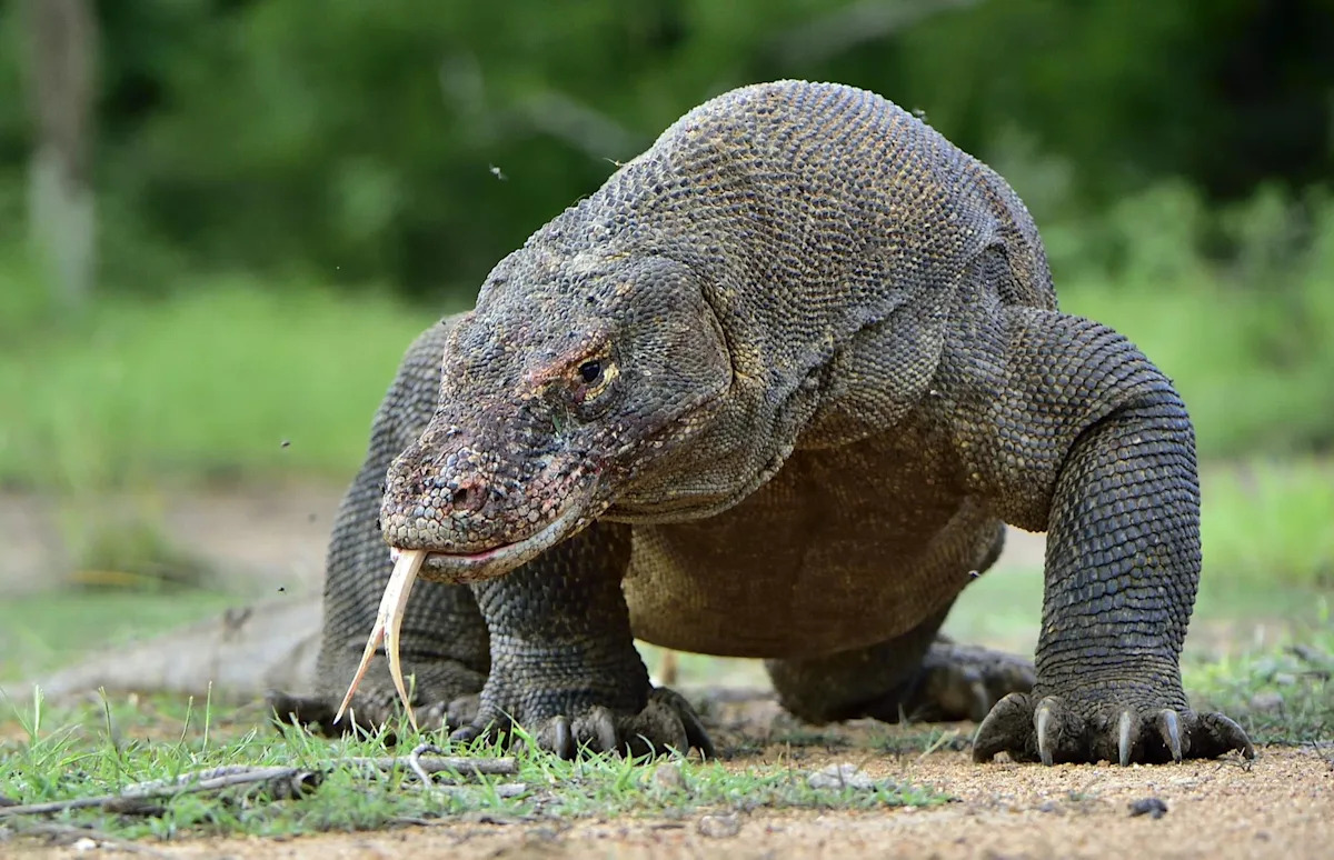 The world's deadliest animals might surprise you