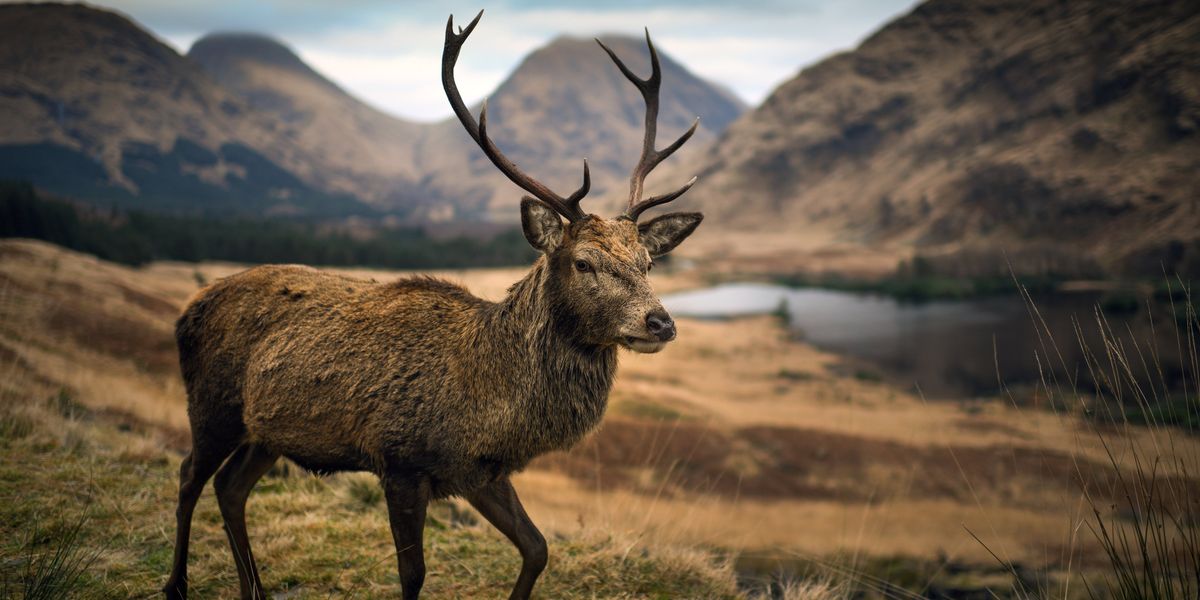 British red deer could disappear from countryside forever as Asian competitor takes over