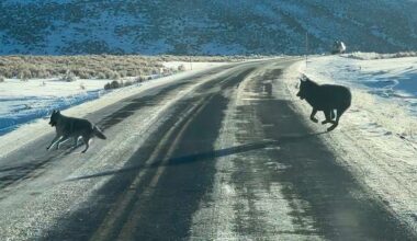 Wolf chases coyote in wild scene along Yellowstone highway