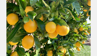 United States grower exits citrus for land based strategy