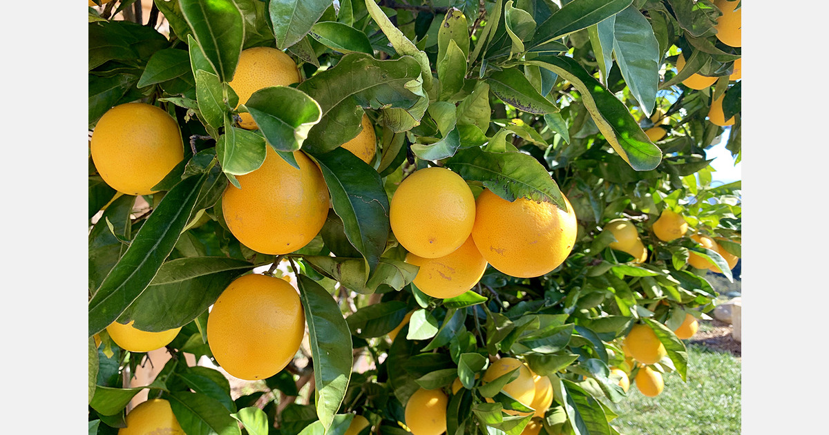 United States grower exits citrus for land based strategy