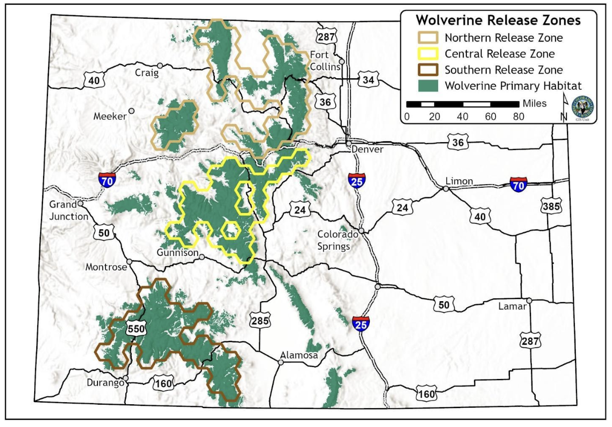  Release Zones overlaid on predicted wolverine habitat in Colorado