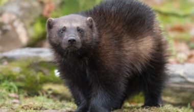 Colorado’s historic wolverine restoration will start soon. Here’s what the state’s plan reveals about how, where and why the latest predator restoration is occurring.
