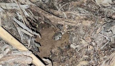 Can you spot the rattlesnake relocated from Arizona garage?