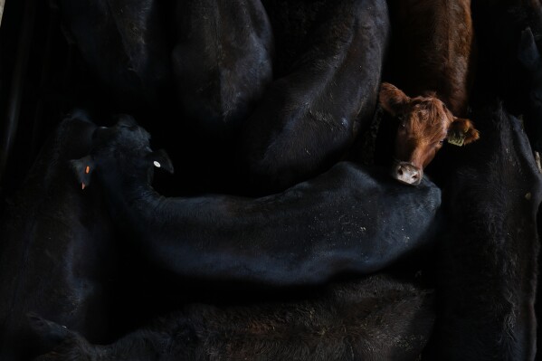 Cattle stands in a pen at the Agricultural and Livestock Market in Canuelas, Argentina, Tuesday, Jan. 13, 2026. (AP Photo/Natacha Pisarenko)