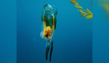 Free Diver Notices Strange 'Squid' That's Actually One Animal Living Inside Another