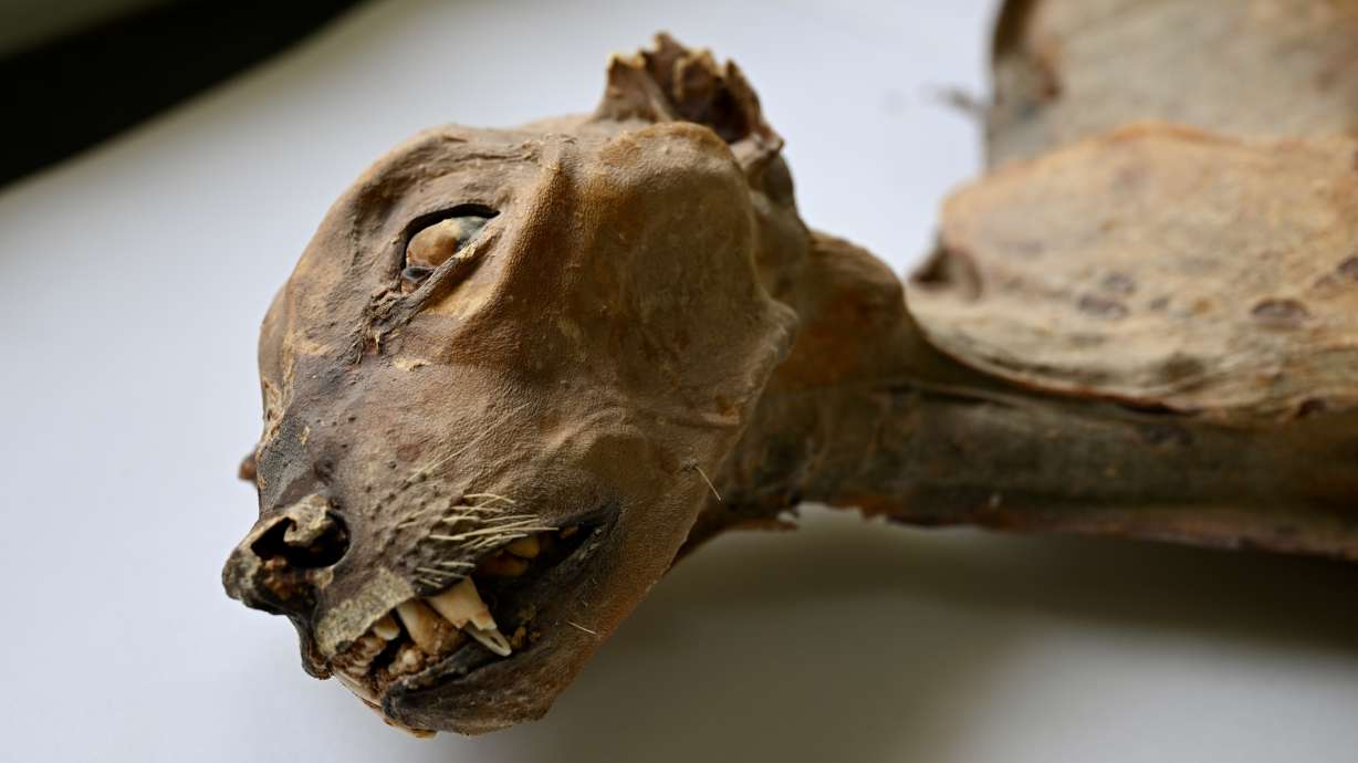 Mummified cheetahs found in Saudi caves shed light on lost populations