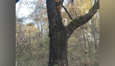 Driver Locks Eyes With Rare Animal In Tree — A 1-In-750,000 Sight