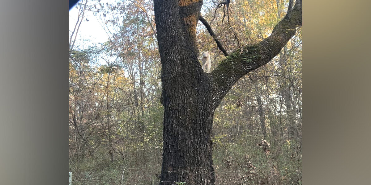 Driver Locks Eyes With Rare Animal In Tree — A 1-In-750,000 Sight