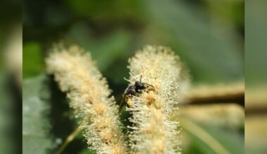 Scientist Spots Little Bee In Orchard — And Realizes She's Incredibly Rare