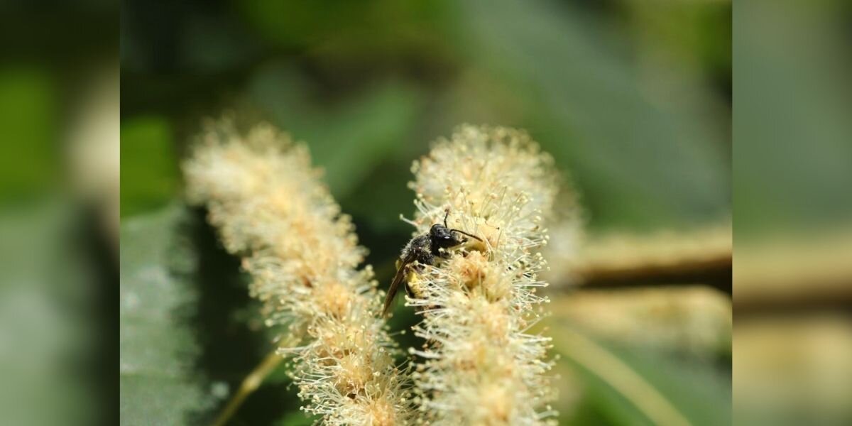 Scientist Spots Little Bee In Orchard — And Realizes She's Incredibly Rare