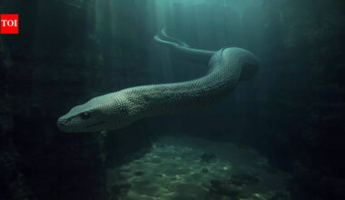 World’s largest sea snake was a 12-metre giant that may have eaten sharks |