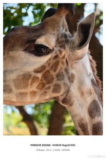 Honor Magic8 RSR Porsche Design camera samples