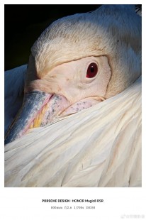 Honor Magic8 RSR Porsche Design camera samples