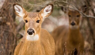 Deer cull on Fire Island and William Floyd Estate
