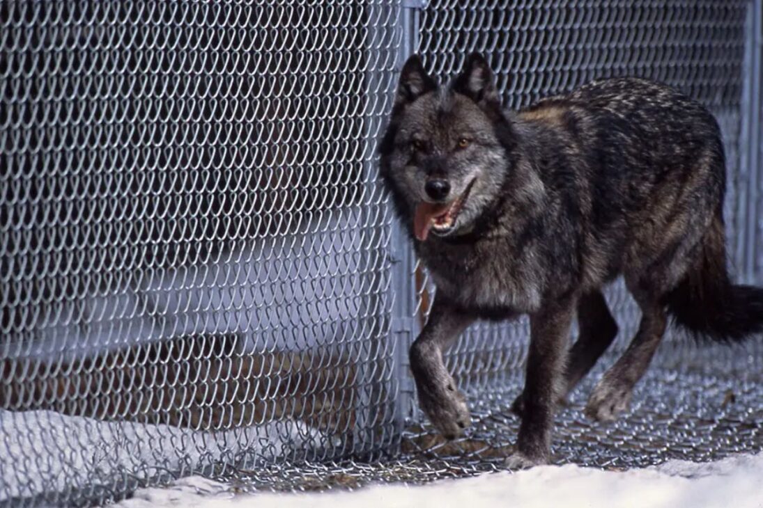 Wolves return to Yellowstone after reintroduction, reducing elk populations, reigniting debate with ranchers, and altering the park's ecological balance.