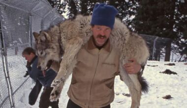 Wolves return to Yellowstone after reintroduction, reducing elk populations, reigniting debate with ranchers, and altering the park