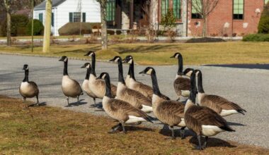 Huntington warns residents about dead geese found near Heckscher Park