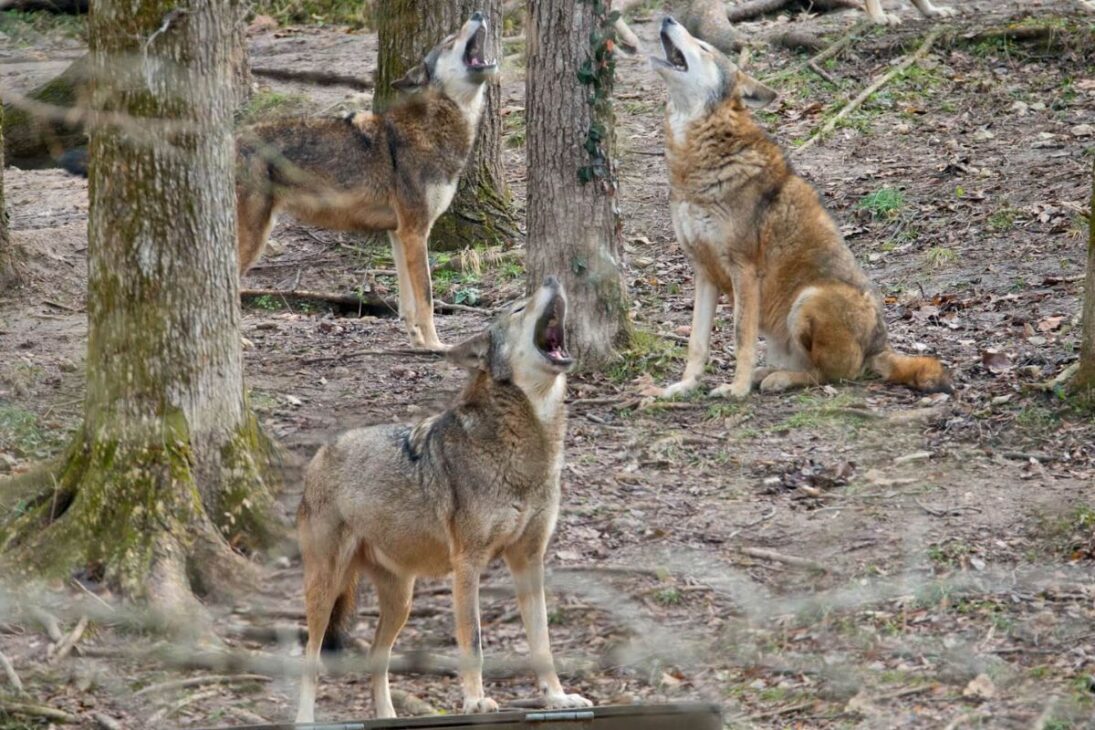 Red wolves return to North Carolina in 2026, reducing coyotes, controlling deer, protecting forests, and demonstrating how a superpredator can rebuild ecosystems in the Southeastern United States.